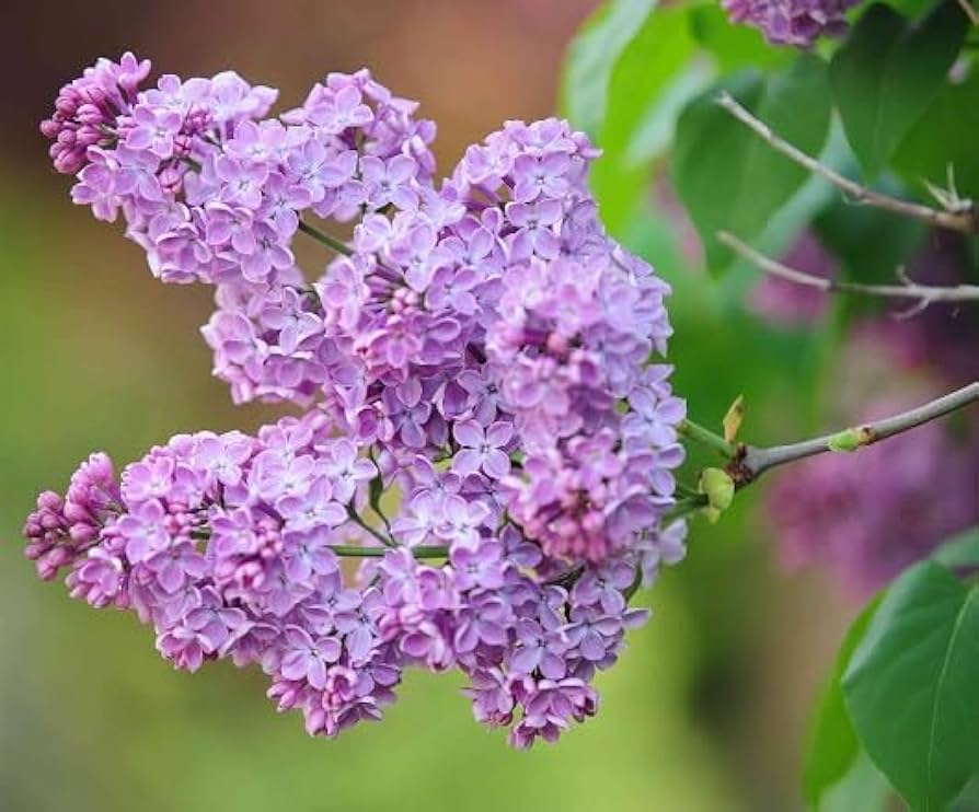 purple flower flower seeds