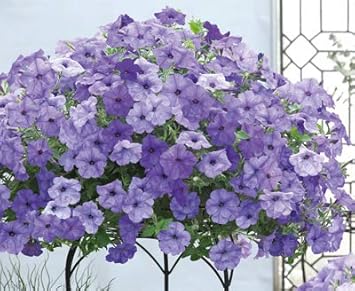 Hanging Petunia Seeds for Planting Light Lavender