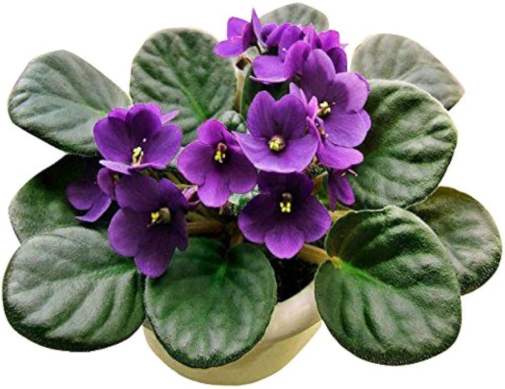 African Violet Flower Seeds for Planting - 100 pcs