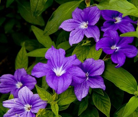 violet heirloom flower seeds