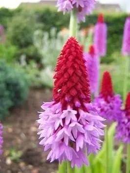 red purple flower seeds
