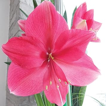 Flower Seeds, Seeds for Planting, Plant Seeds