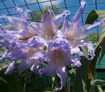 Flower Seeds, Seeds for Planting, Plant Seeds