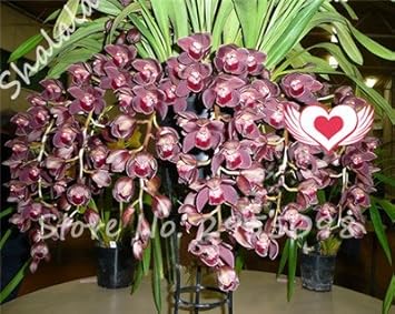 red organic flower seeds
