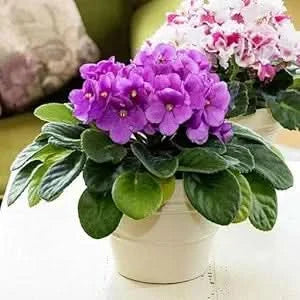 violet flower flower seeds