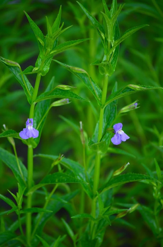 Flower Seeds, Seeds for Planting, Plant Seeds