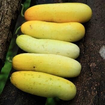 Yellow Cucumber Seeds for Planting