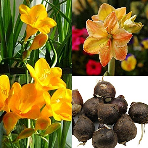yellow sunrise flower seeds