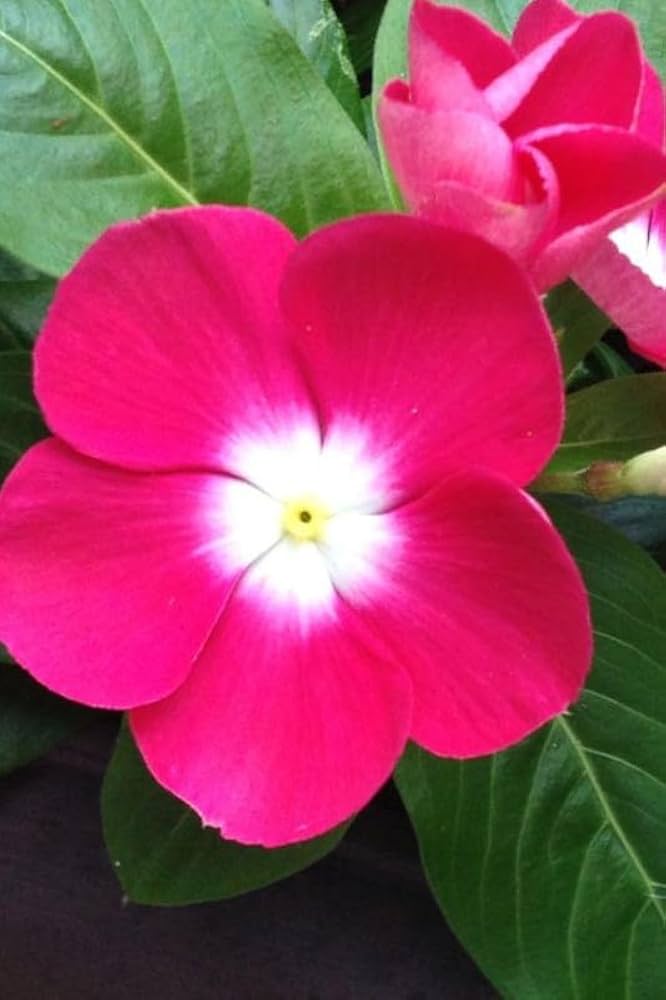 Dark Pink Vinca Flower Seeds for Planting 100 pcs