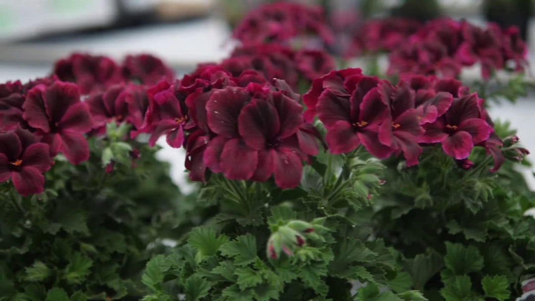 martha washington geranium seeds for sale Heirloom Non-GMO Chocolate Geranium Flower Seeds for Planting – Rich C – Neeraseeds