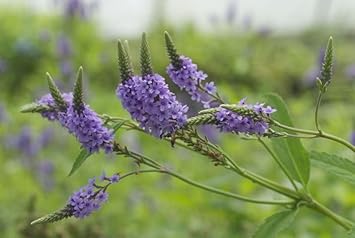 Flower Seeds, Seeds for Planting, Plant Seeds