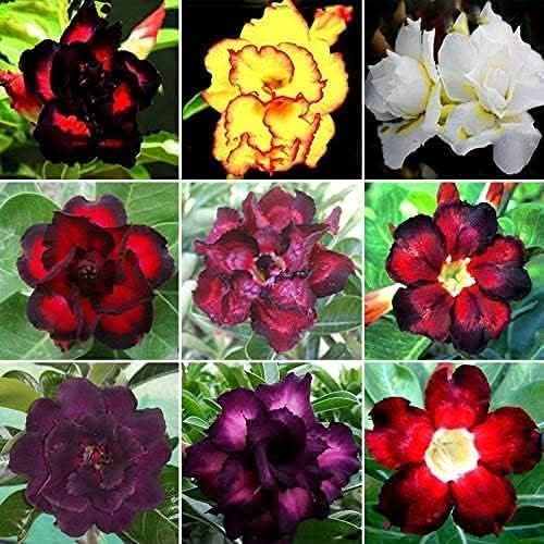 adenium desert flower seeds