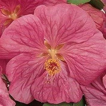 abutilon bella flower seeds