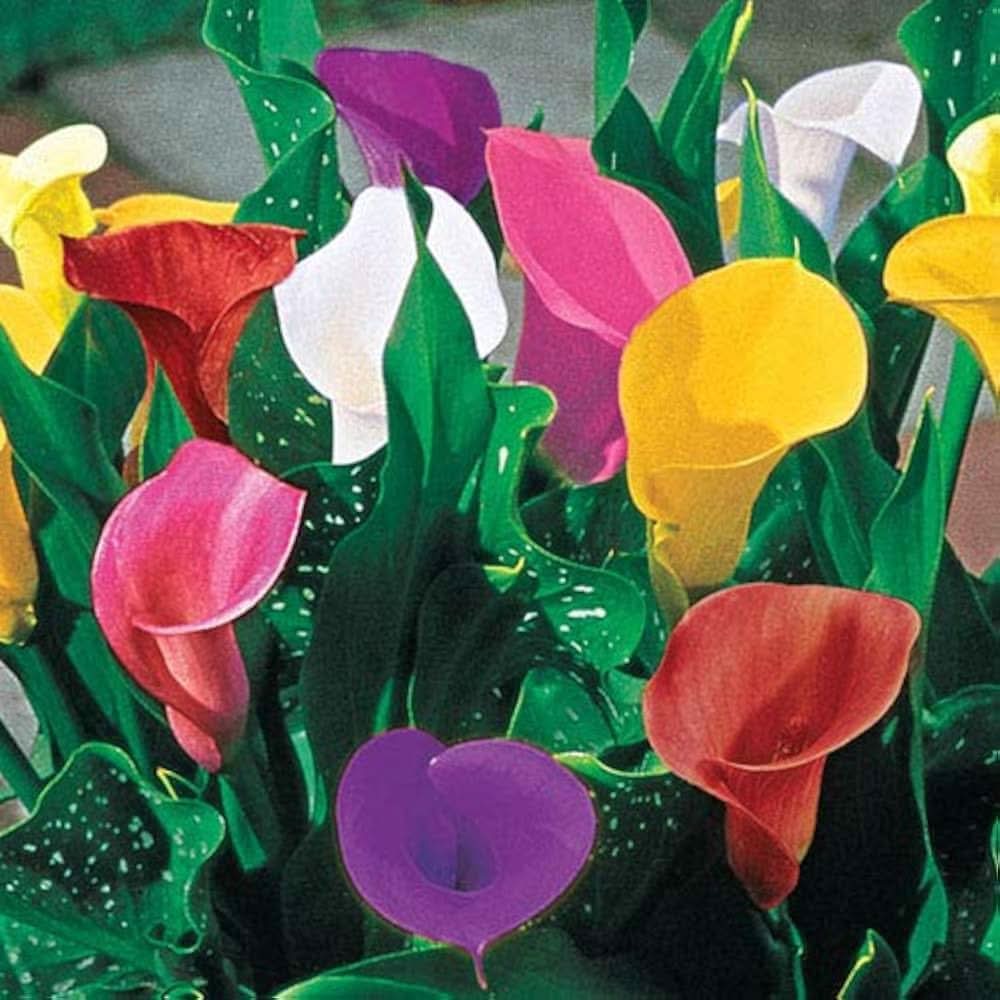 calla lily flower seeds