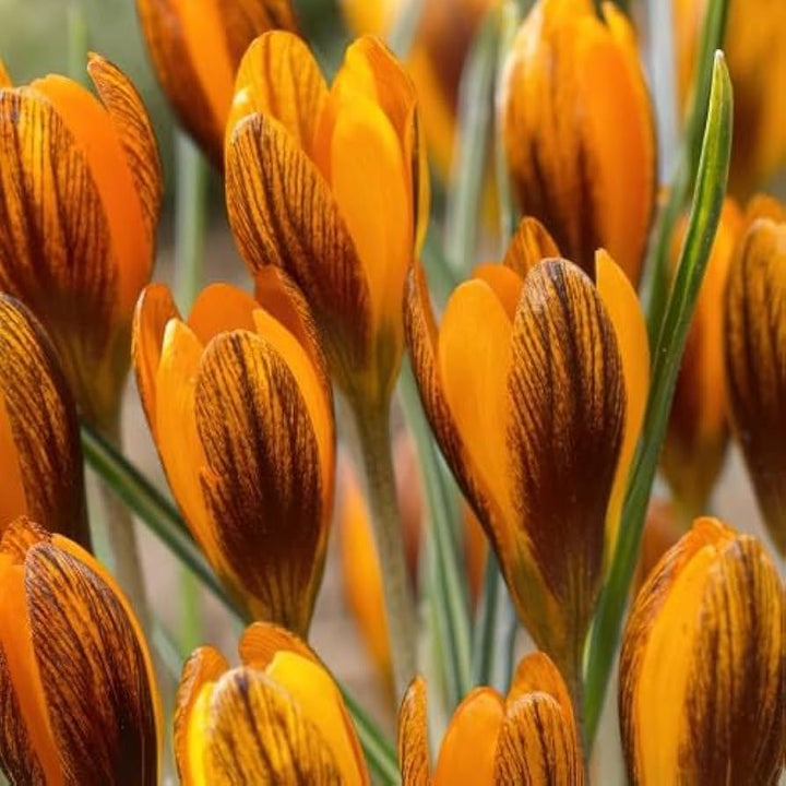 Orange Brown Crocus Flower Seeds – Heirloom Non-GMO Seeds for Garden Planting