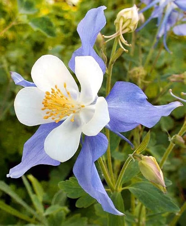 White Blue Aquilegia Flower Seeds for Planting - 100 pcs