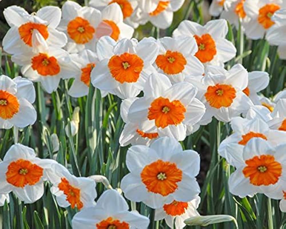 Dobbelt kronblade Narcissus Påskelilje Blomsterfrø til udplantning - Hvid &amp; Orange 100 stk.