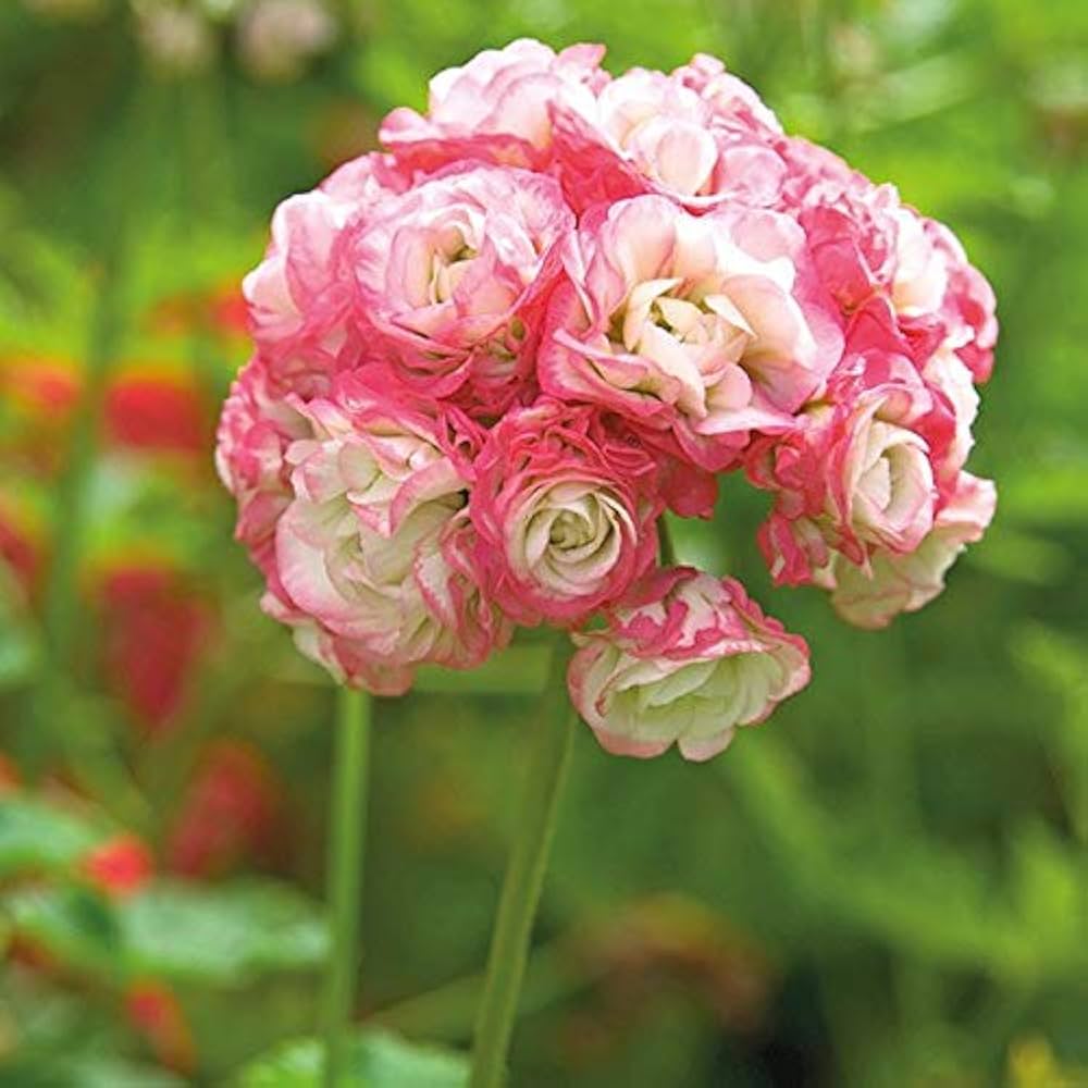 Geranium Pink White Flower Seeds for Planting 100 pcs