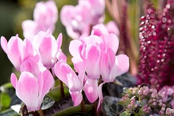 pink baby flower seeds