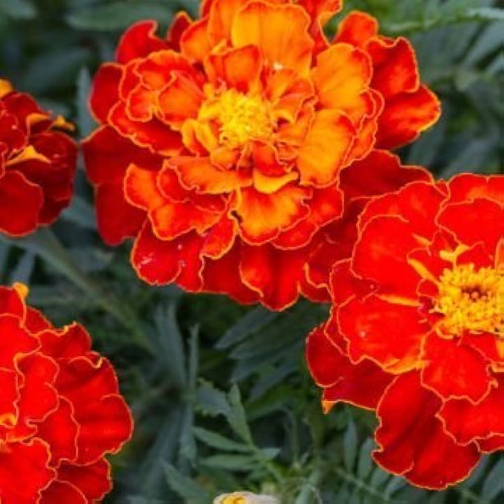 orange marigold flower seeds
