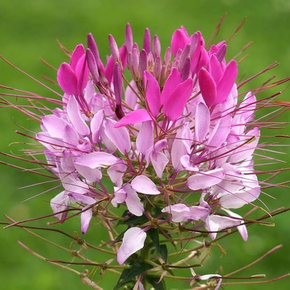 queen cleome flower seeds