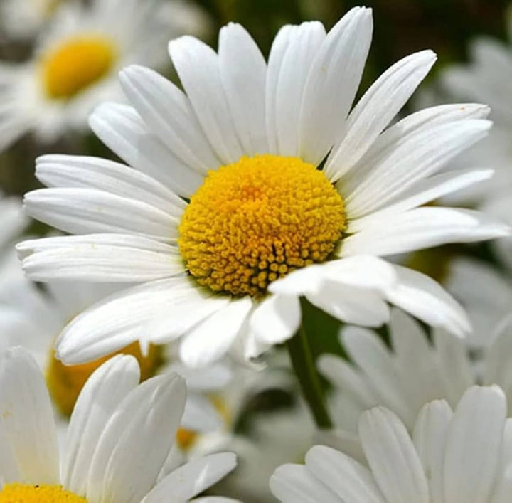 White Bellis Flower Seeds for Planting, 100 pcs