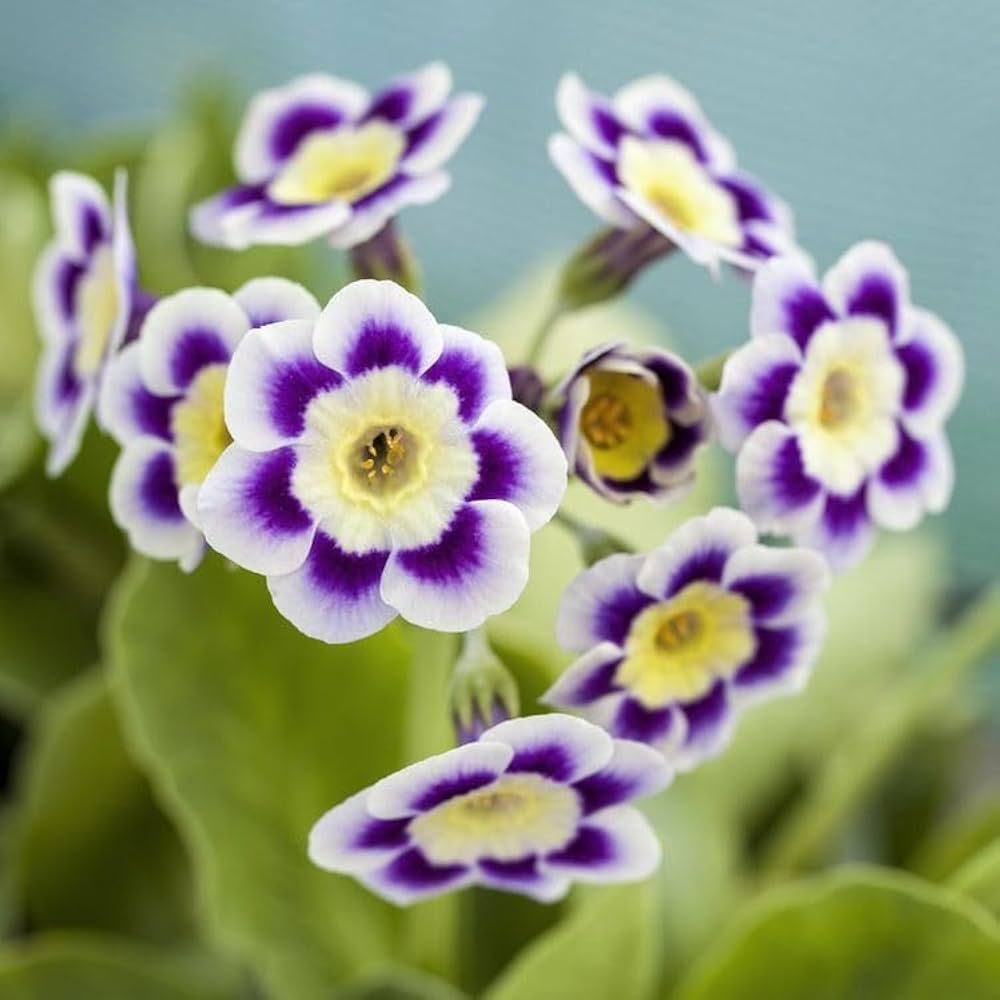 Lilla Primrose Blomsterfrø til udplantning - 100 stk