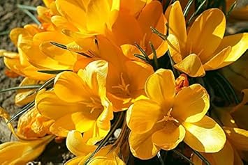 yellow heirloom flower seeds