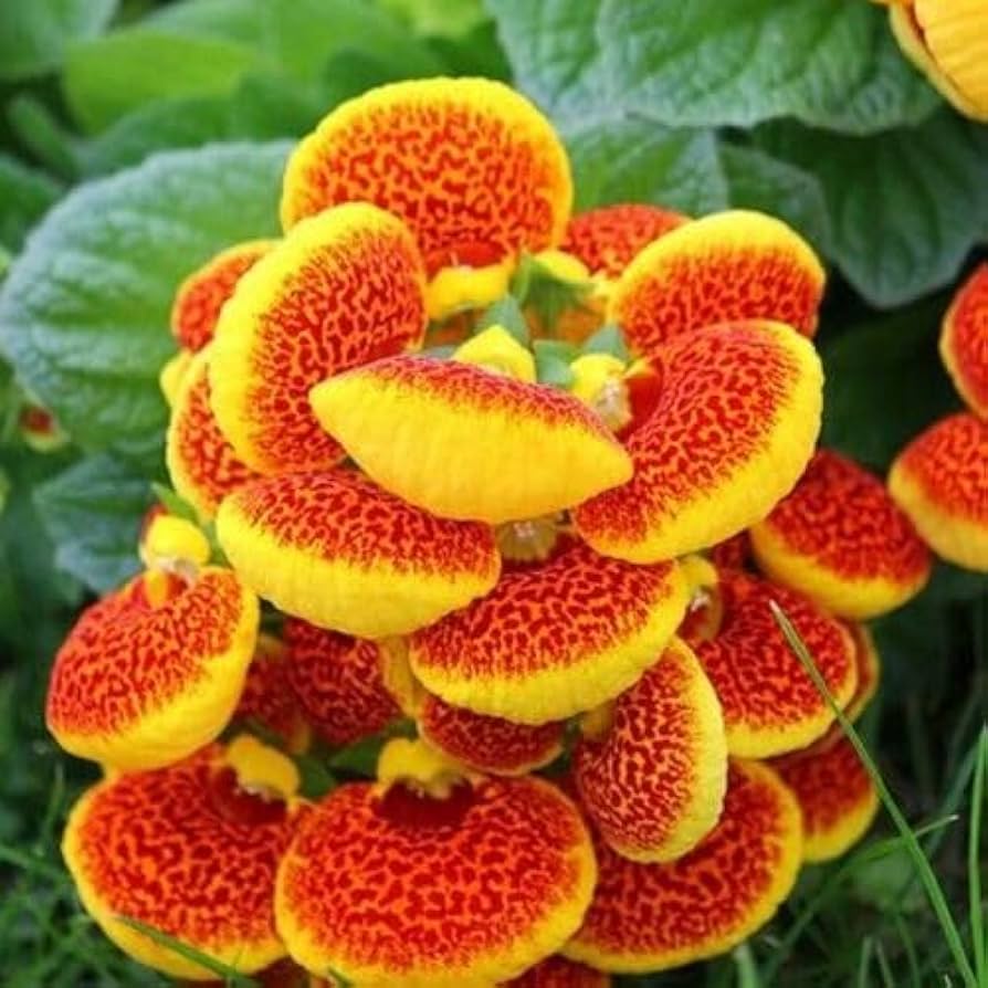 Orange Calceolaria Perennial Flower Seeds for Planting 100 pcs