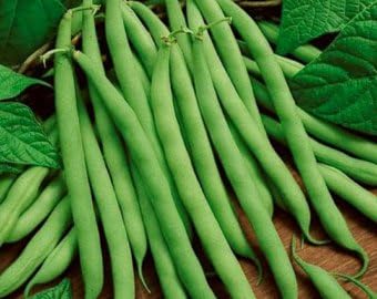 Green Bush Bean Seeds for Planting