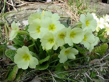 green light flower seeds