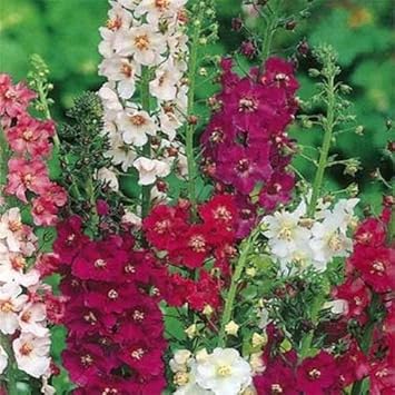mixed verbascum flower seeds