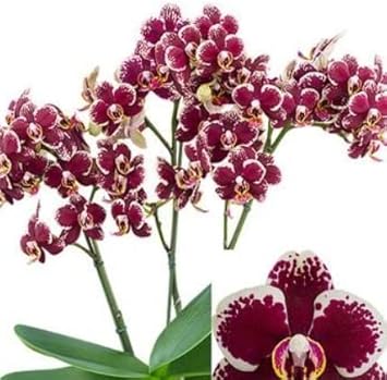 white maroon flower seeds