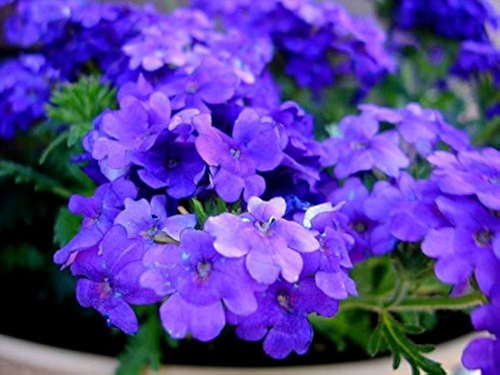 blau verbena flower seeds