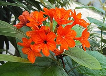 orange cordia flower seeds
