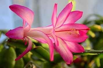 white pink flower seeds