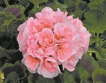 Flower Seeds, Seeds for Planting, Plant Seeds