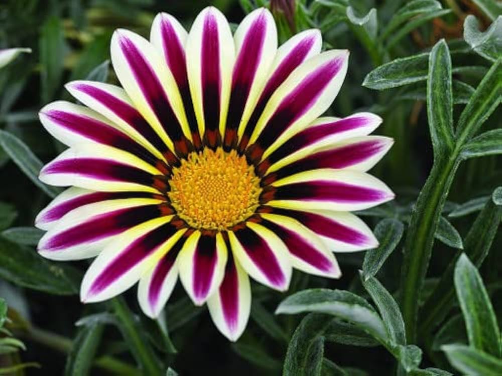 Pink Blue Gazania Flower Seeds for Planting - 100 pcs