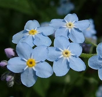 blue organic flower seeds