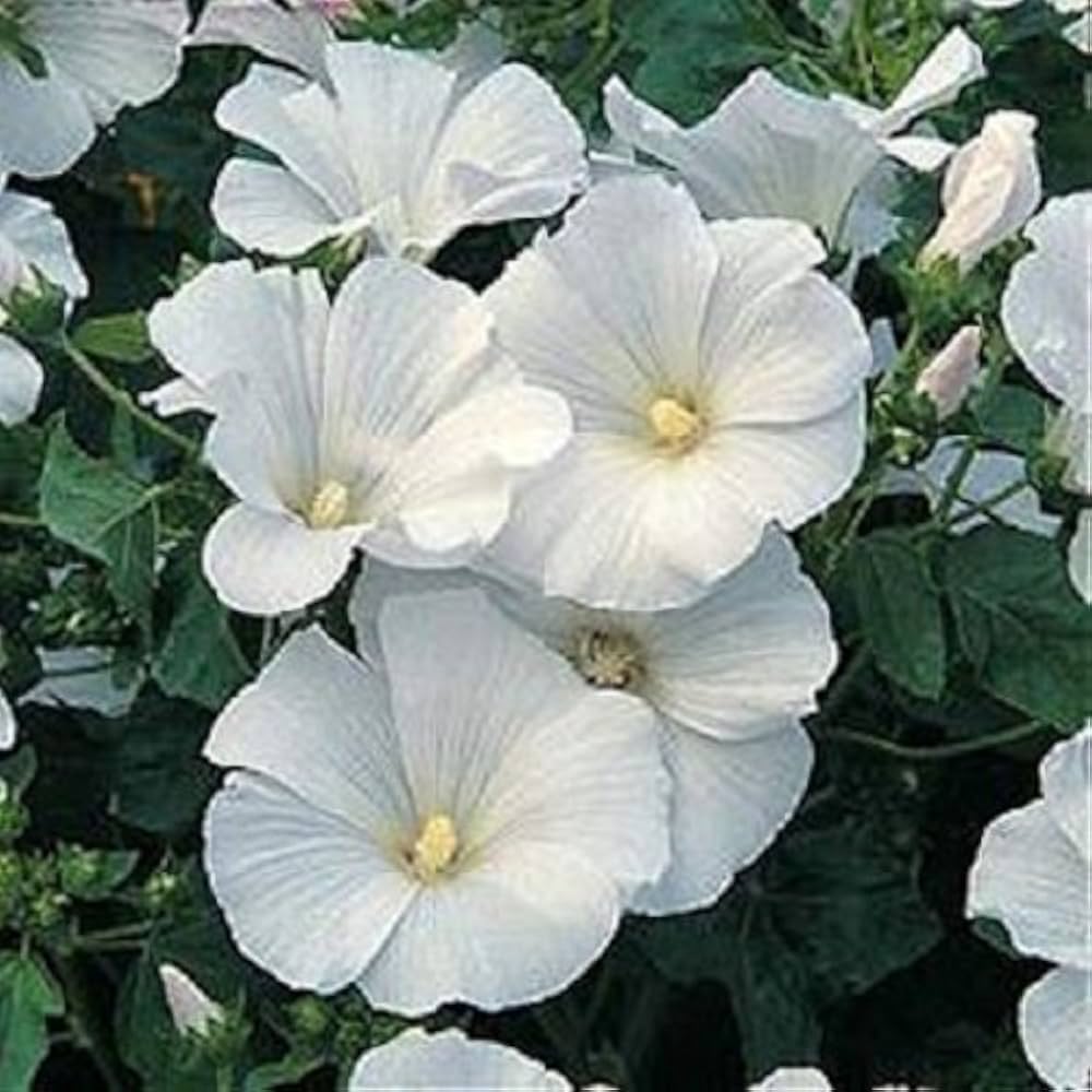 white rose flower seeds