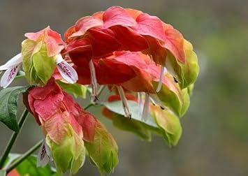 orange green flower seeds