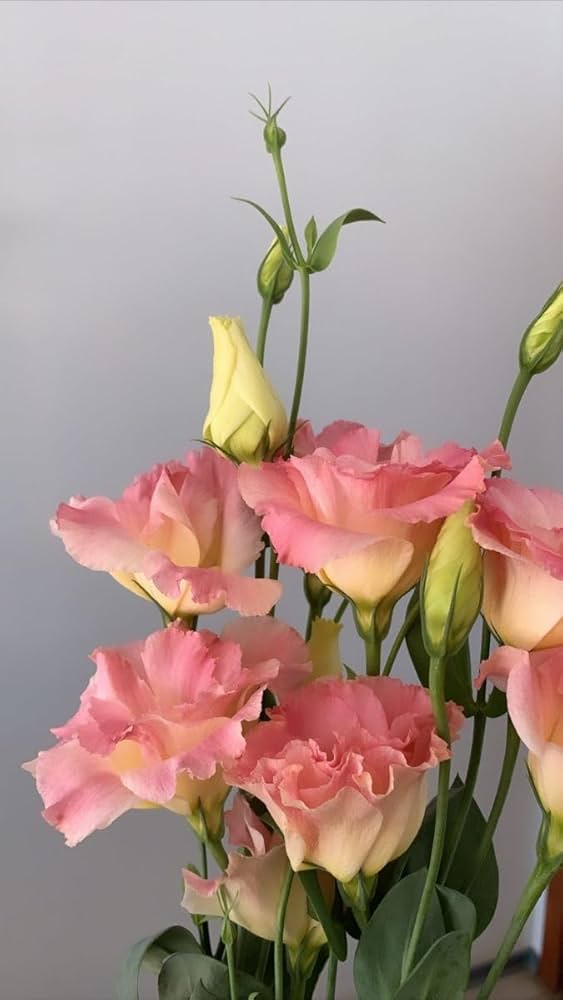 peach eustoma flower seeds