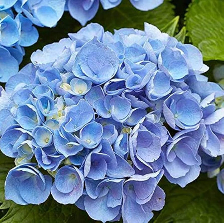 Geranium Blomsterfrø til udplantning - Lyseblå 100 stk