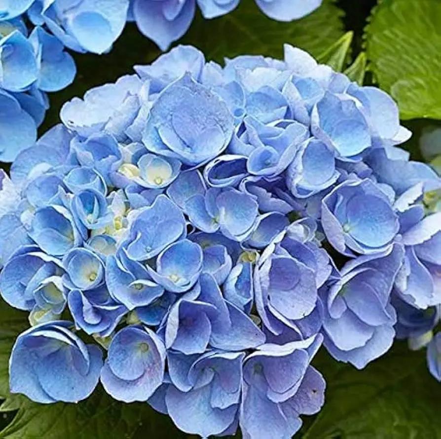 blue heirloom flower seeds