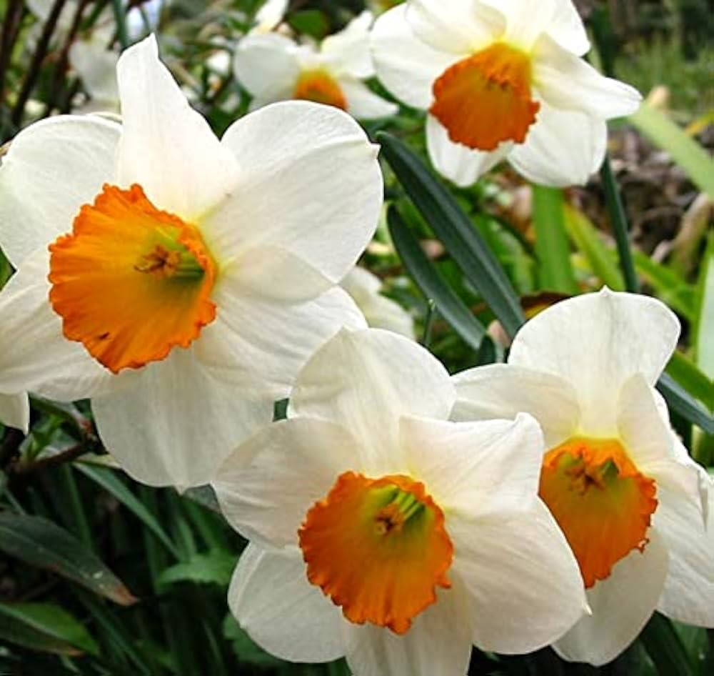 Påskelilje Hvid Orange Blomsterfrø til Plantning 100 stk