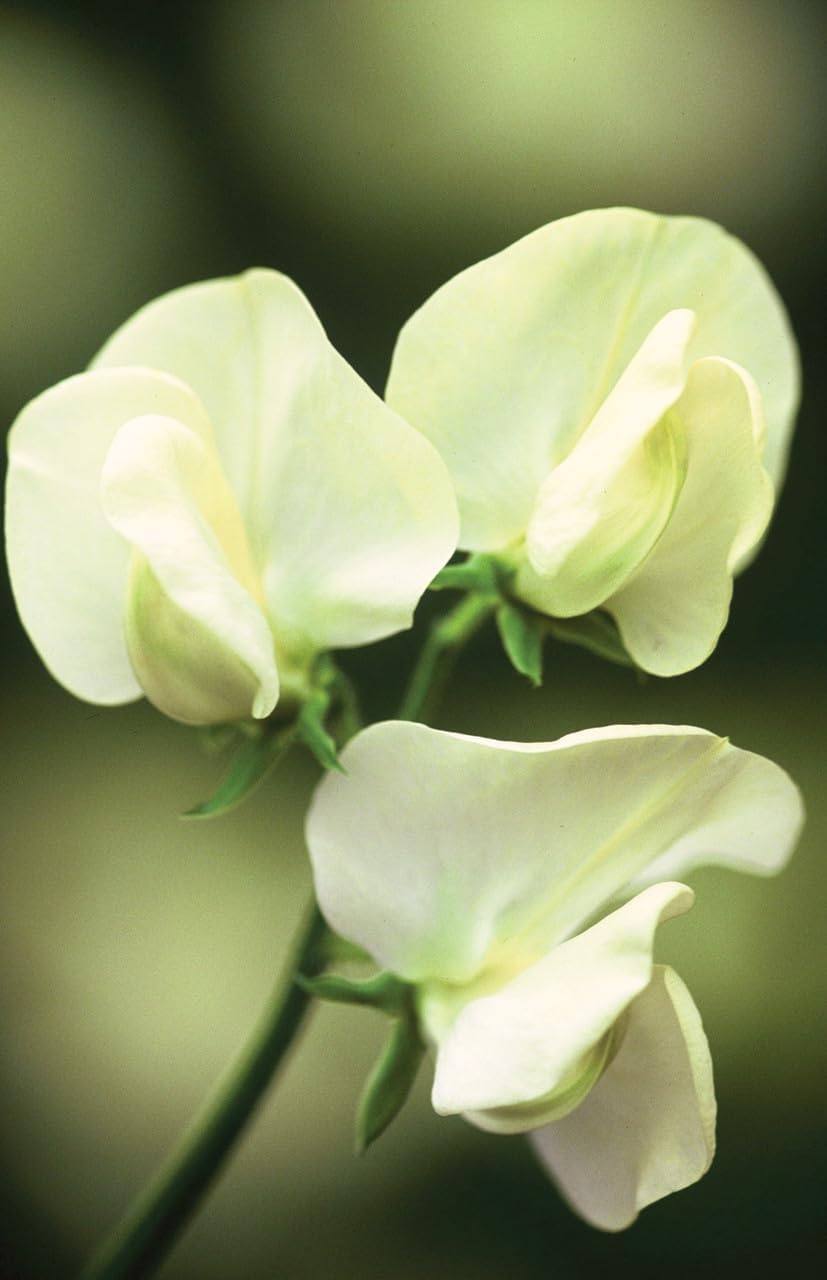 Heirloom Non-GMO Cream Sweet Pea Flower Seeds for Planting