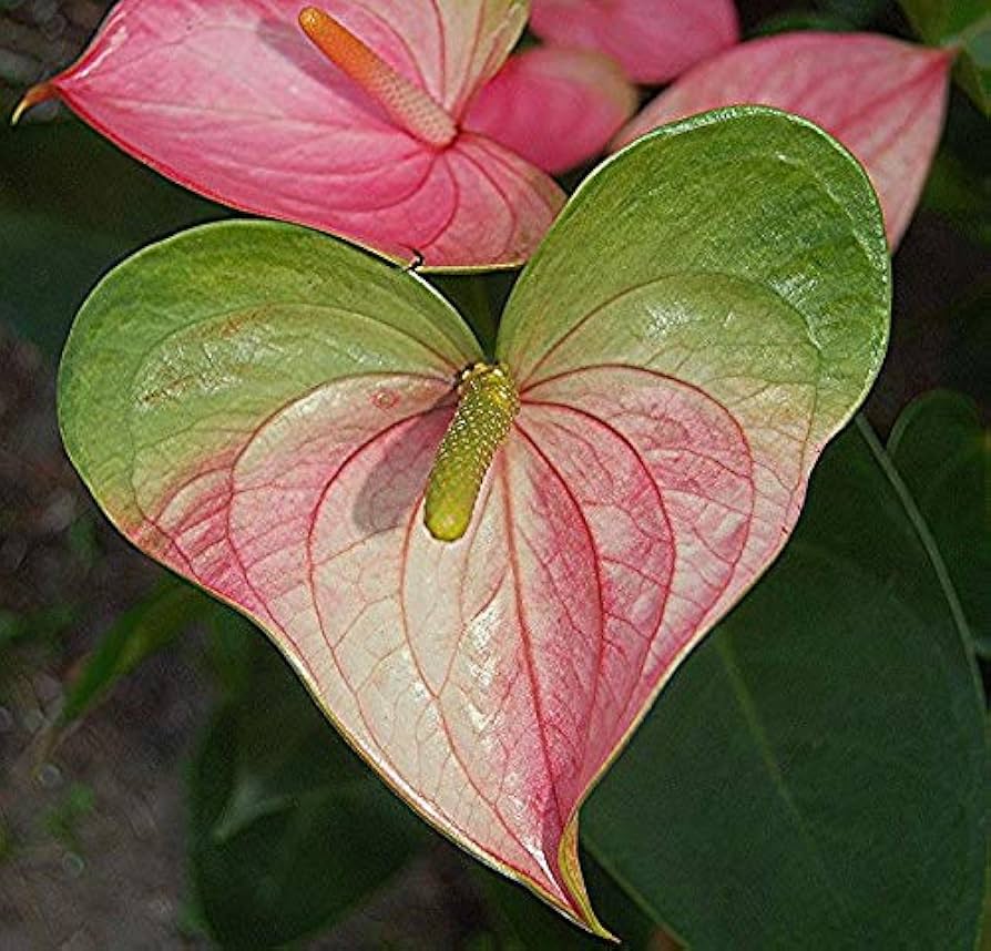 Heirloom Non-GMO Anthurium Andraeanum Flower Seeds – Green Pink Exotic Blooms for Planting