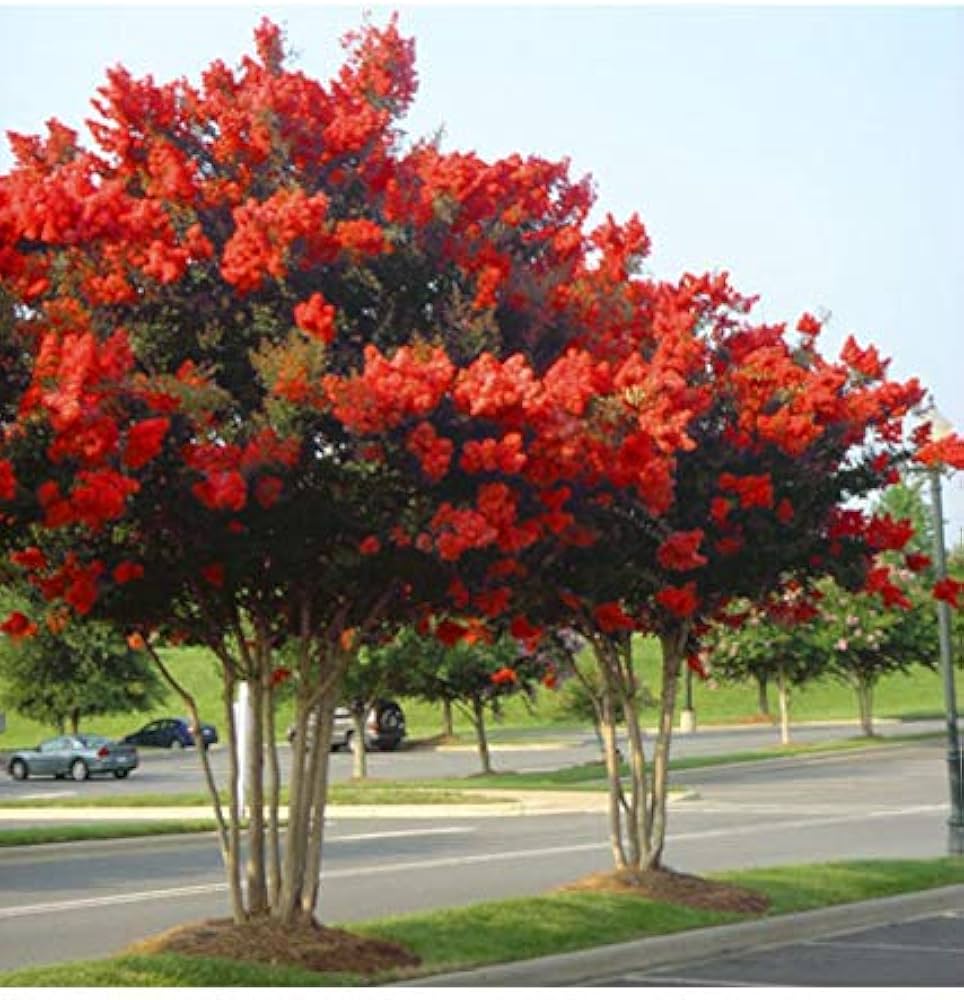 red crepe flower seeds