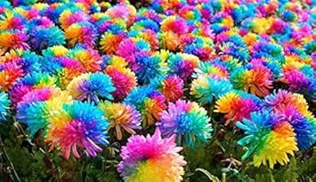 heirloom non flower seeds