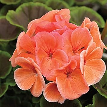 Flower Seeds, Seeds for Planting, Plant Seeds